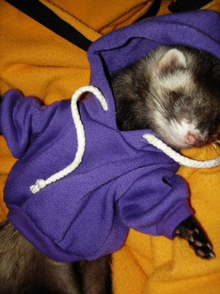 Illustration for article titled Someone Is Stealing Ferrets!